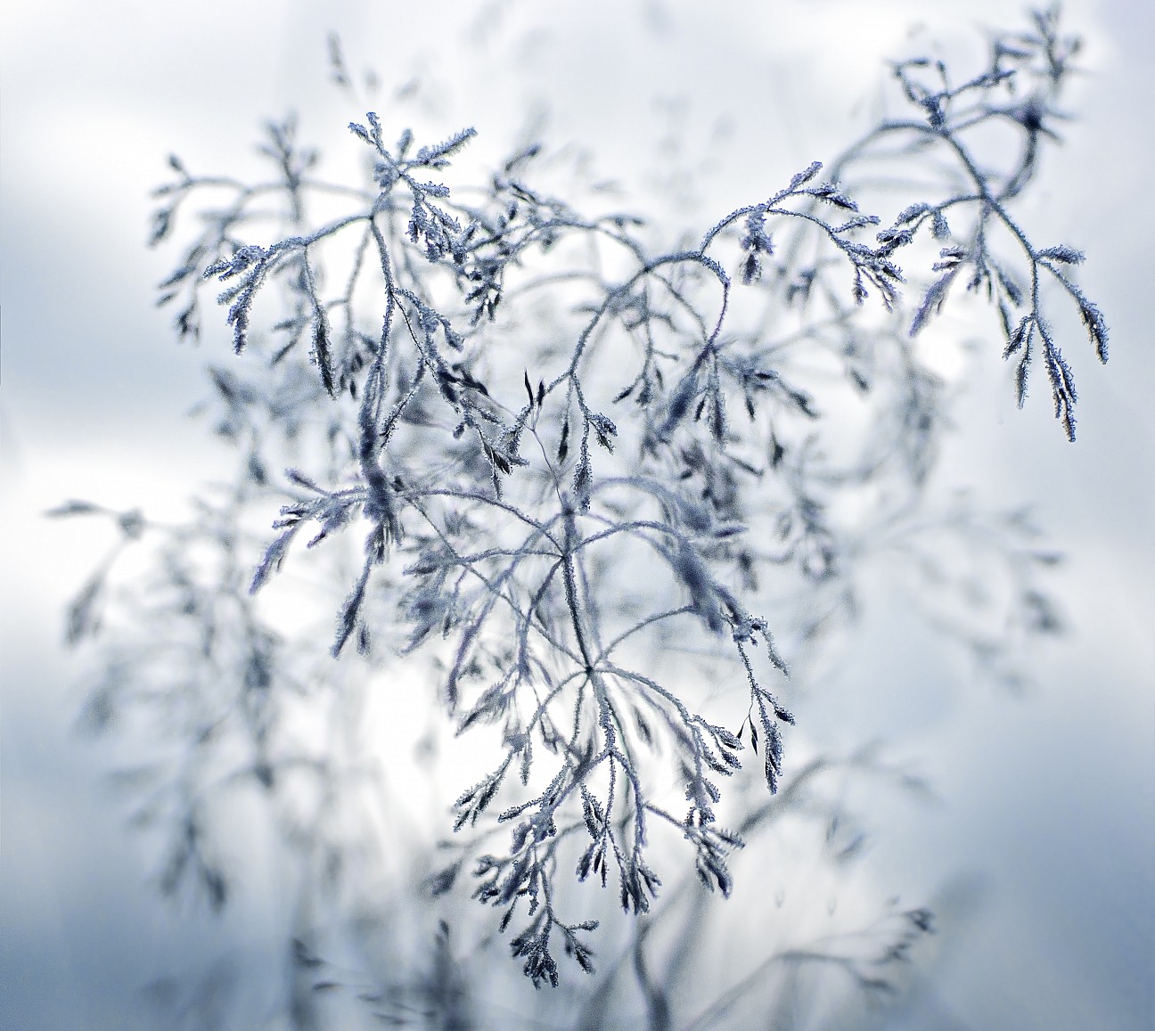 Kristina Zvinakevičiūtė Šerkšnas