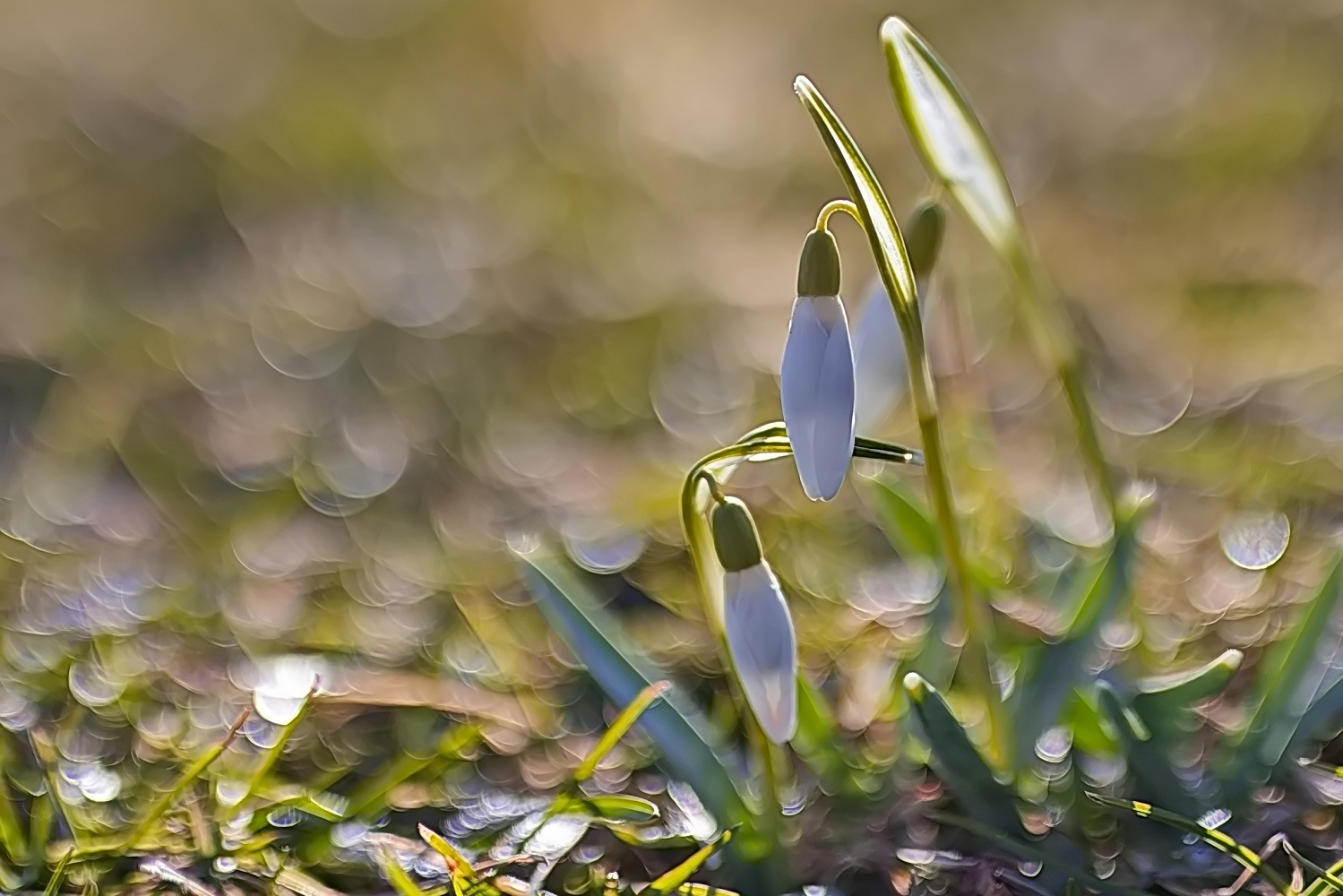 GL Vytautas Kaukas pavasaris