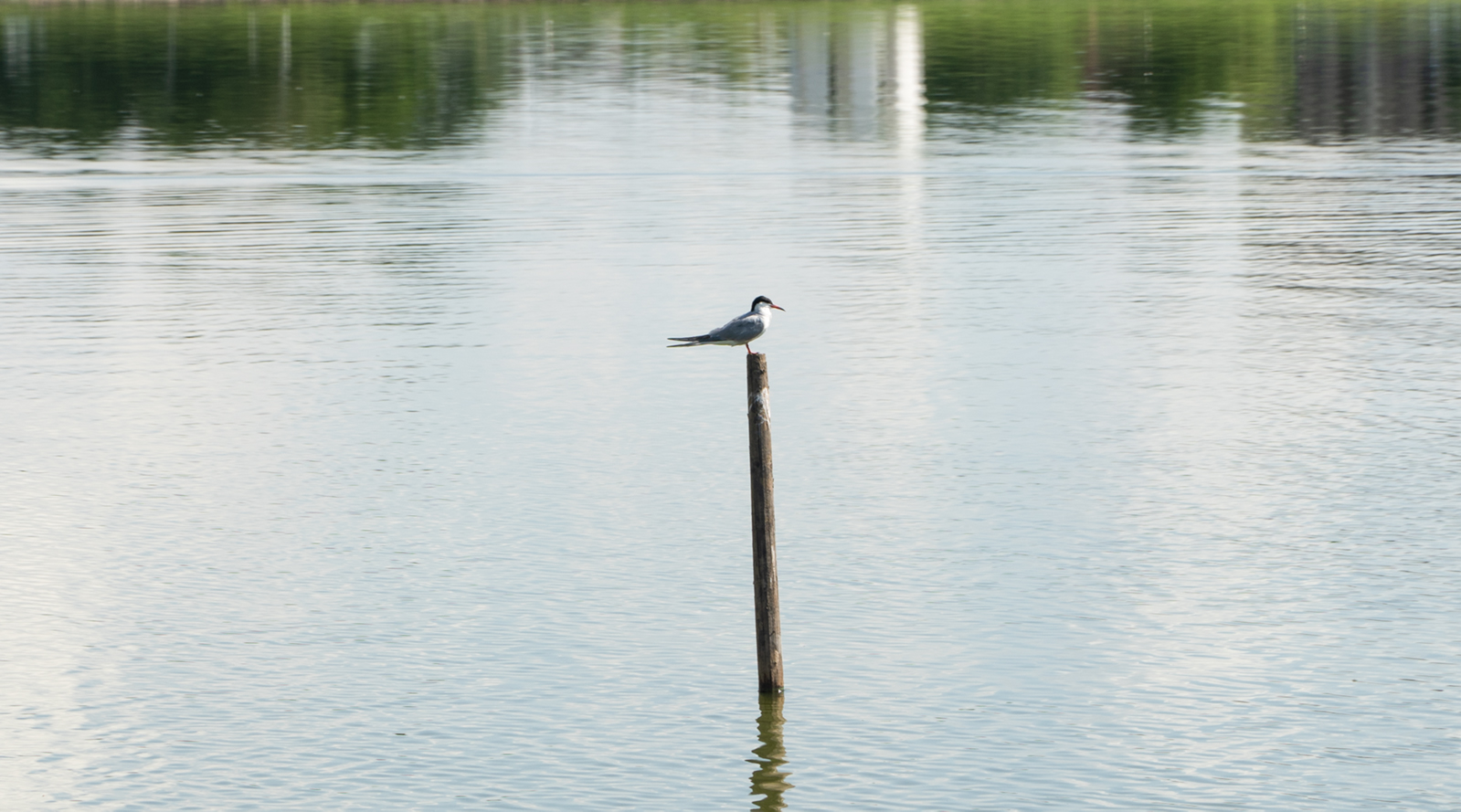 foto Edmundas Krasauskas Paukstis prie haiku